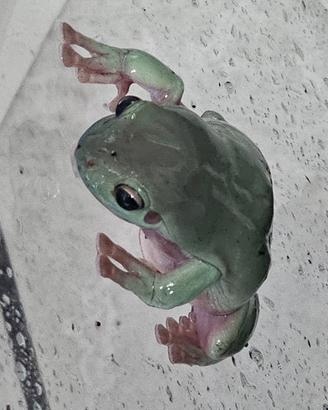 Rana Litoria Caerulea
