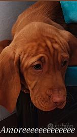 Cucciolo bracco ungherese - vizsla