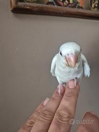 Inseparabili allevati a mano