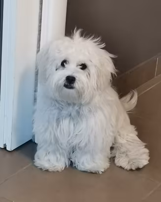 Maltese