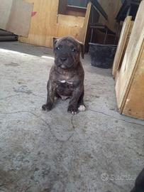 pitbull