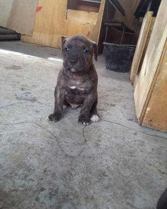 pitbull