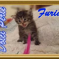 Gattini siberiani pedigree