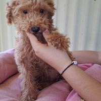 Cucciolo di maltipoo maschio albicocca