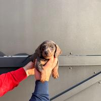 Cuccioli di bassotto blu