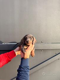 Cuccioli di bassotto blu