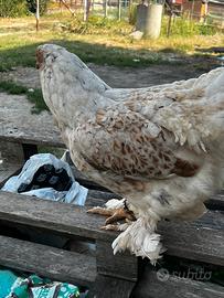 Brahma