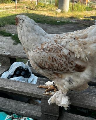 Brahma