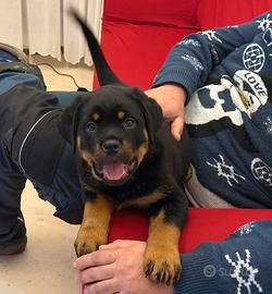Cucciolo Rottweiler Top Pedigree 2 Mesi