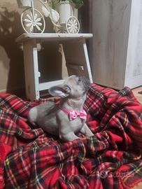 Bulldog francese esotici