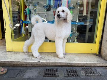 Barbone grande mole (Gigante )