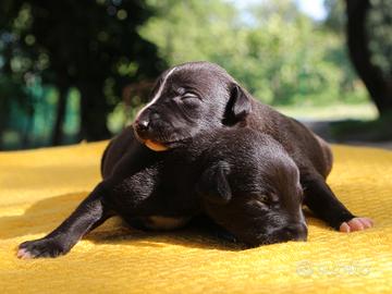Cuccioli di whippet