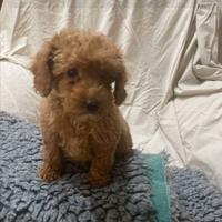 Cuccioli di barboncini mini toy maschi femmine