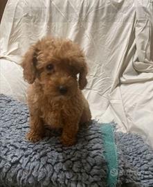 Cuccioli di barboncini mini toy maschi femmine