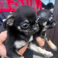 Chihuahua