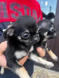 Chihuahua