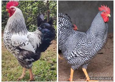 Galli Amrock e Robusta Maculata
