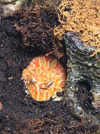 Rana Pacman Ceratophrys