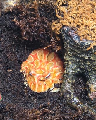 Rana Pacman Ceratophrys
