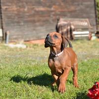 Cucciolo di Rhodesian Ridgeback