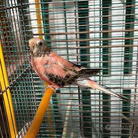 Vend 1 Parrochetto buorche femmina 1 groppone