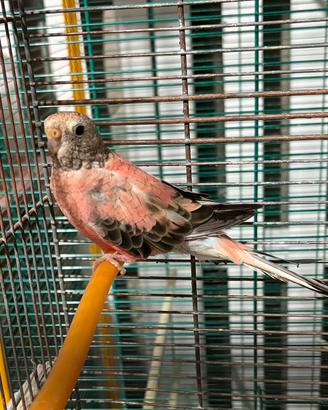 Vend 1 Parrochetto buorche femmina 1 groppone