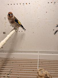 Cardellina