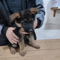 Cuccioli pastore tedesco