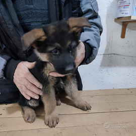 Cuccioli pastore tedesco