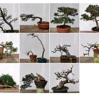 Bonsai e pre bonsai