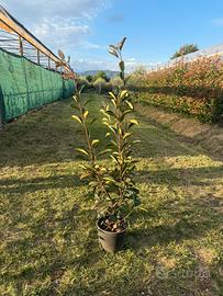 photinia vaso 18