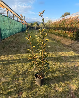 photinia vaso 18