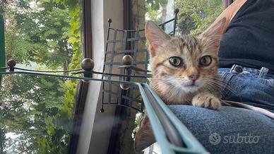 Gattina