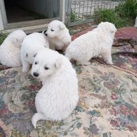 Cuccioli di Pastore Svizzero Bianco con Pedigree
