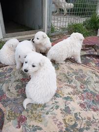 Cuccioli di Pastore Svizzero Bianco con Pedigree