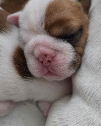 Cuccioli di bulldog inglese