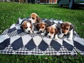 Cuccioli Beagle