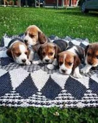 Cuccioli Beagle