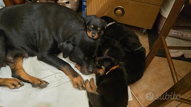Cuccioli di Margot Rottweiler