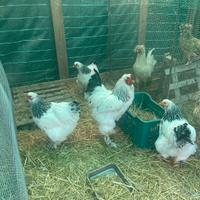 Galline ornamentali
