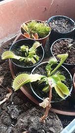 dionaea muscipula/Venus flytrap