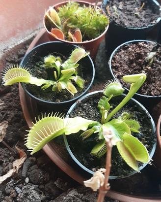 dionaea muscipula/Venus flytrap