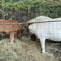 Pony mamma e figlio