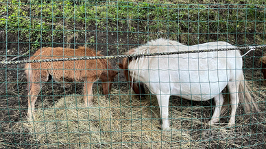 Pony mamma e figlio