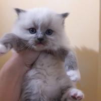 Cuccioli ragdoll