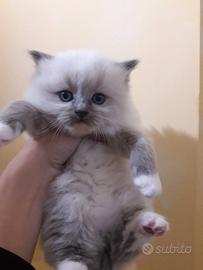 Cuccioli ragdoll
