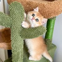 British shorthair golden TOP