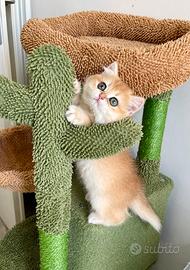 British shorthair golden TOP