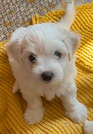 Cane maltese