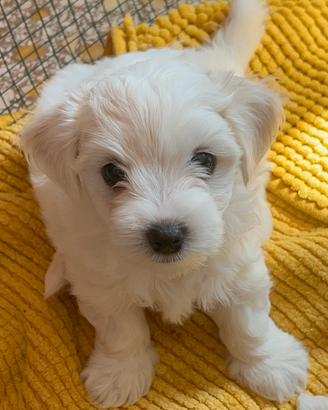 Cane maltese